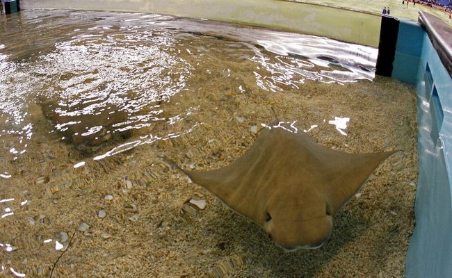 Η Σάρλοτ το σαλάχι έμεινε έγκυος… μόνη της!!!-Σπάνια περίπτωση παρθενογένεσης